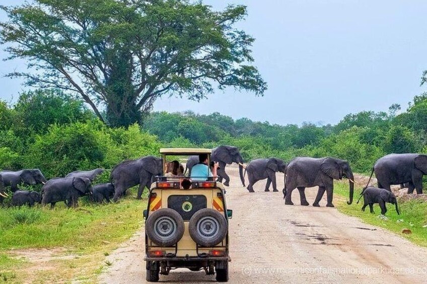 Yala park safari