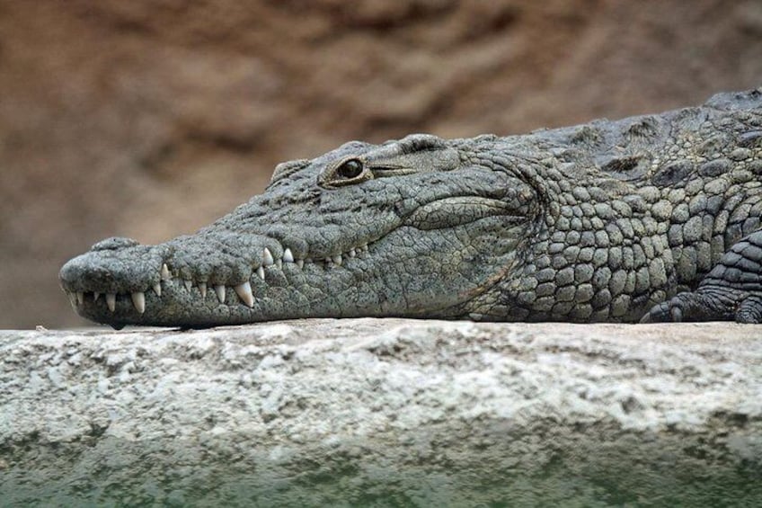 Yala National Park Private Safari (All Inclusive) From Mirissa