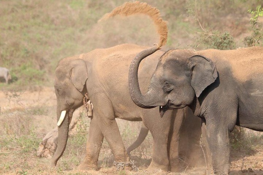 Yala National Park Private Safari (All Inclusive) From Mirissa