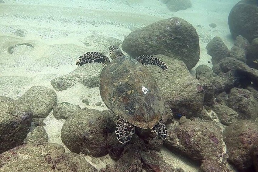 Scuba Diving at Unawatuna