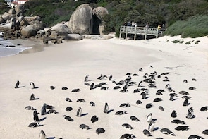 Penguins At Boulders Beach, Simonstown