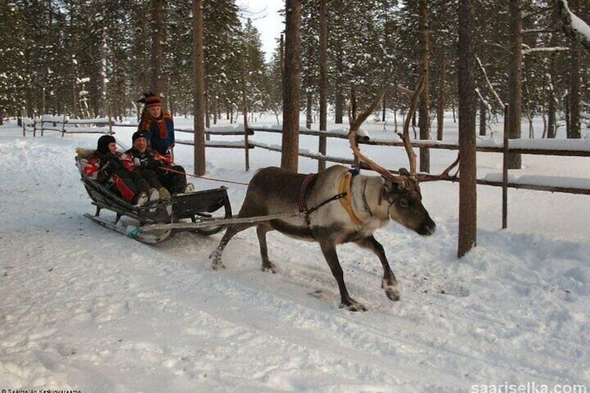 Lapland Reindeer Safari From Saariselkä