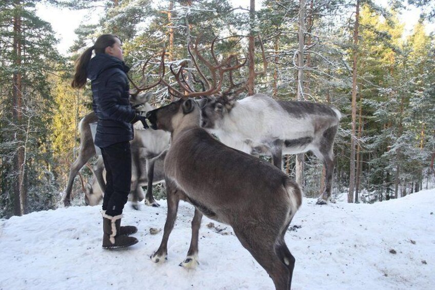 Lapland Reindeer Safari From Saariselkä