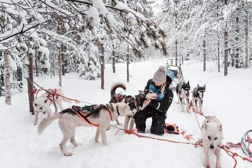 Lapland Husky Safari from Saariselkä