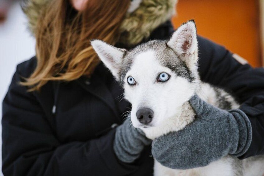 Lapland Husky Safari from Saariselkä