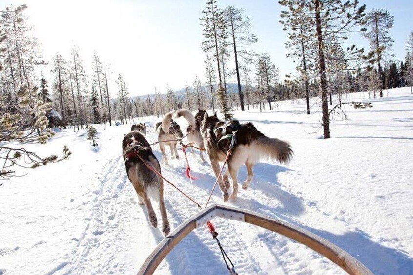 Lapland Husky Safari from Saariselkä