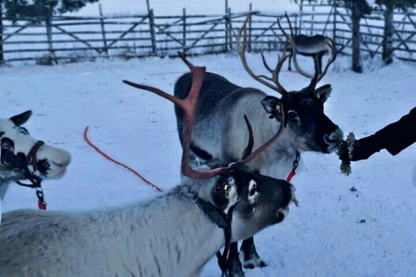 Feeding the reindeer