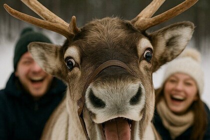 Lapland Reindeer Safari from Levi