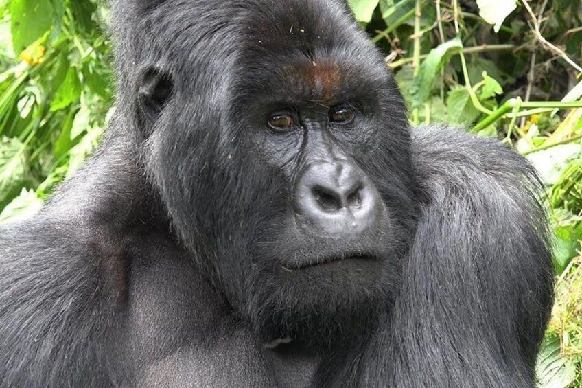 Eastern Lowland Gorillas Kahuzi Biega National Park Congo