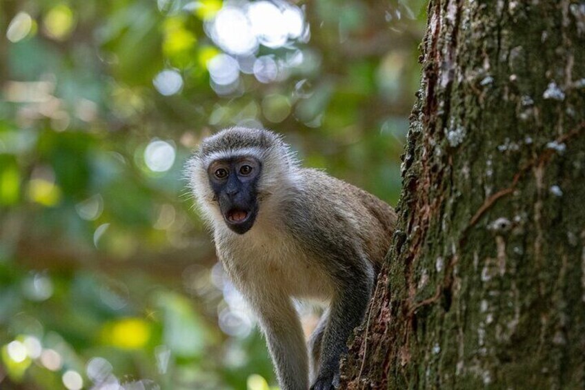 5-Day Gorilla Trekking, Wildlife Safari and Lake Mburo