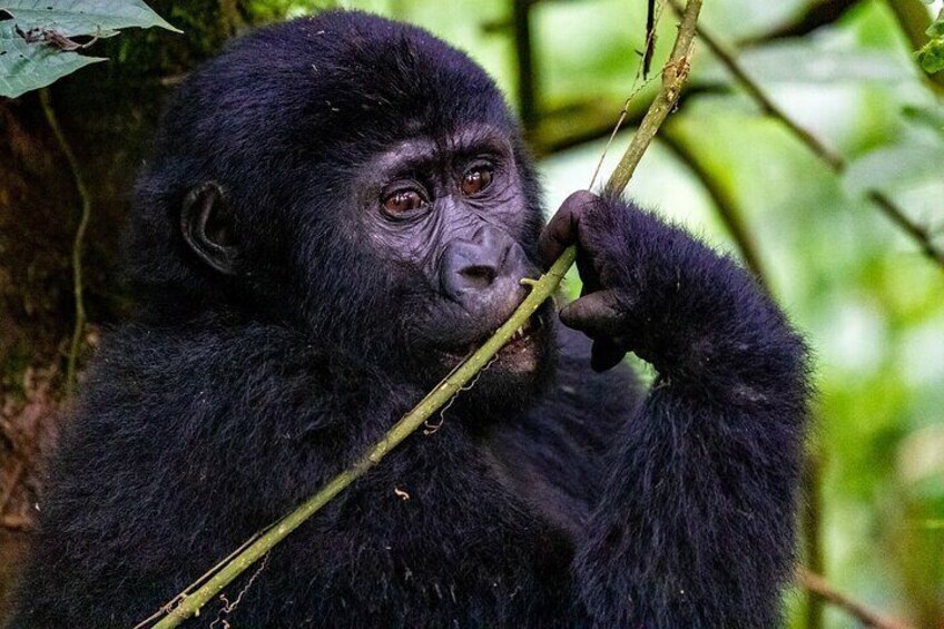 5-Day Gorilla Trekking, Wildlife Safari and Lake Mburo