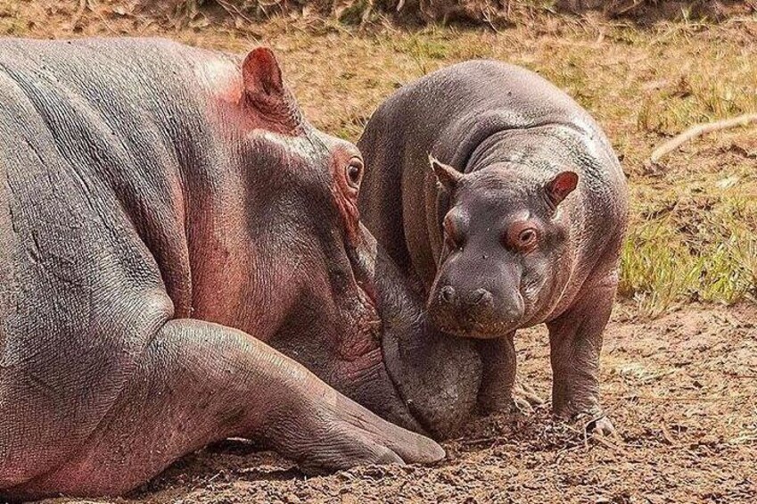 Hippos