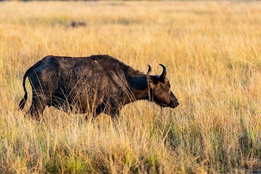 5-Day Gorilla Trekking, Wildlife Safari and Lake Mburo