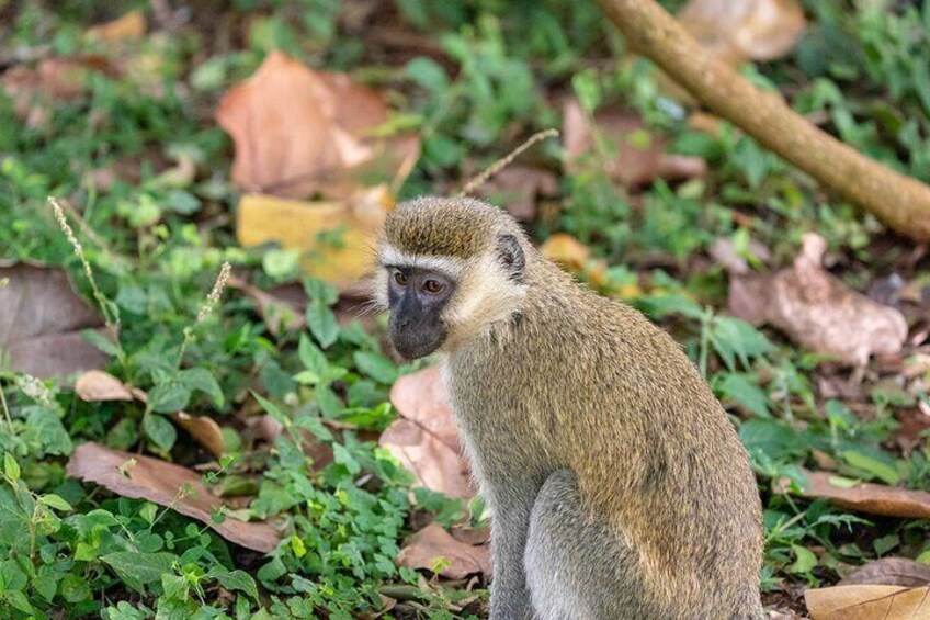 5-Day Gorilla Trekking, Wildlife Safari and Lake Mburo