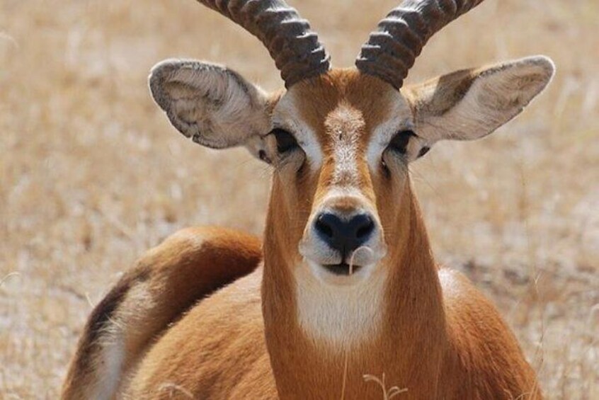 Wildlife in queen elizabeth
