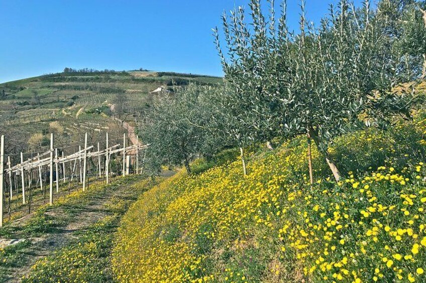 Amarone-Soave wine tour. Visit Verona. From Venice