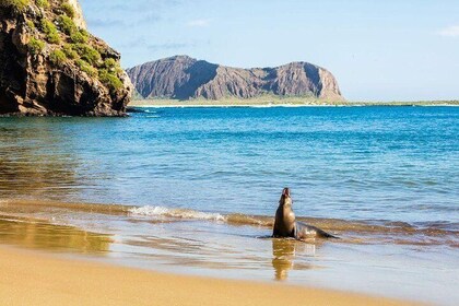6-Day Galapagos Adventure Hiking Diving Snorkelling
