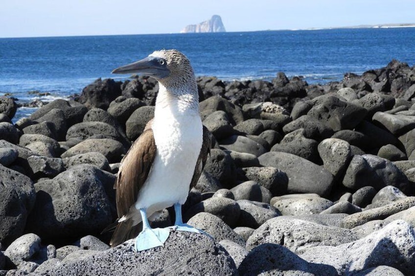 5 Day Galapagos Island Hopping Classic