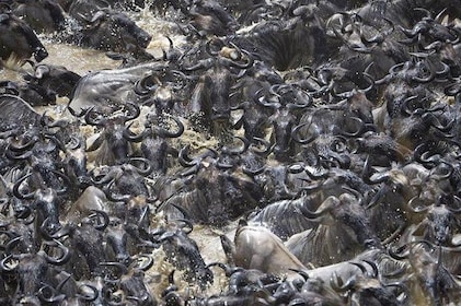 Great Migration Safari In Tanzania