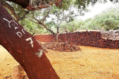 Walk on the Alentejo Cork Forest with Optional Lunch