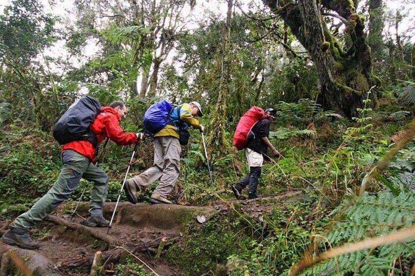 Mt Kilimanjaro Day Hike