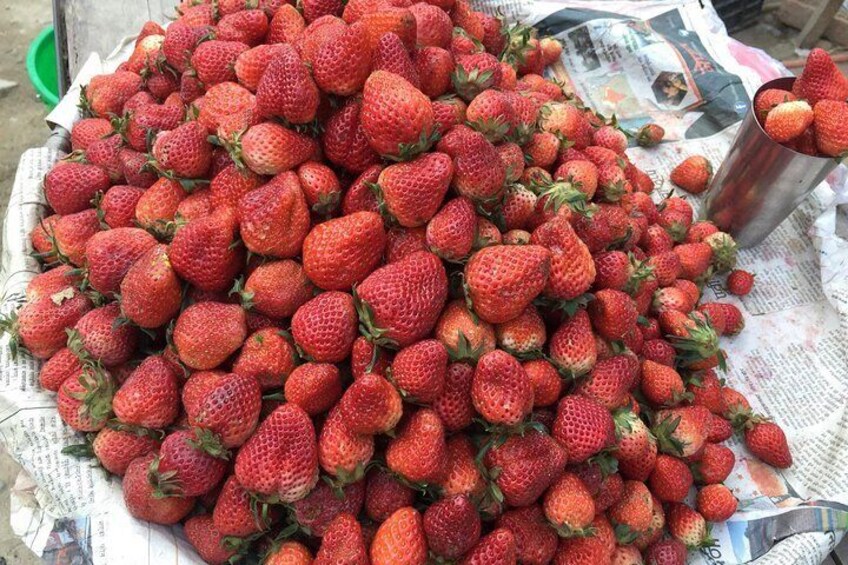 Fresh Strawberry in Kakani