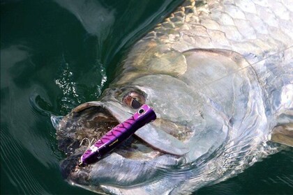Tarpon Fishing Tour (Light Refreshments offered on board))