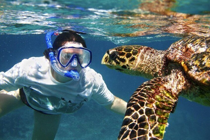 Abu dabab swim with turtles