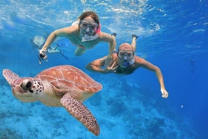 Abu dabab swim with turtles 