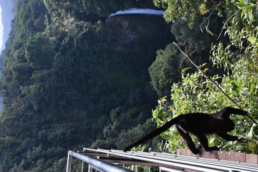 Arenal 2 en 1:Mistico Hanging Bridges Nature walk and La Fortuna Waterfall