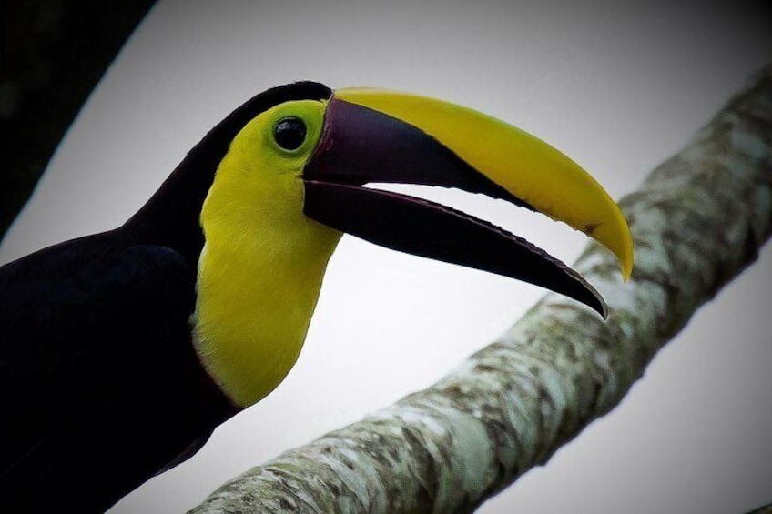 Mistico Park Hanging Bridges & La Fortuna Waterfall | Best Tours for families