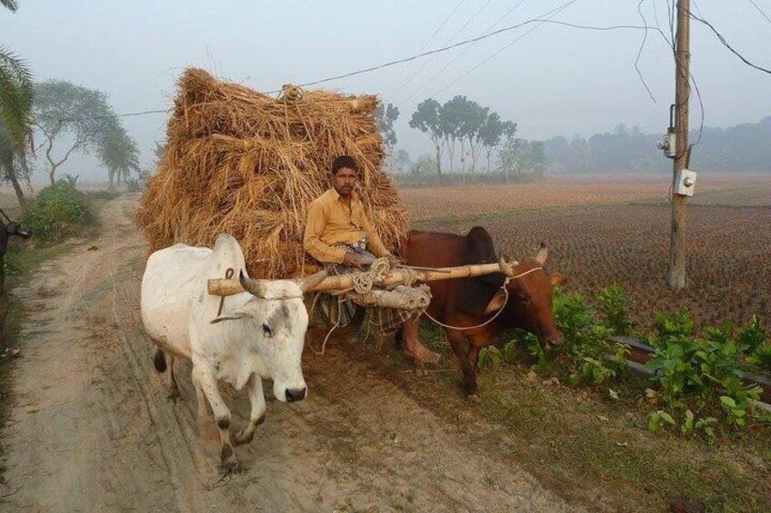 Traditional Cow cart for transportation