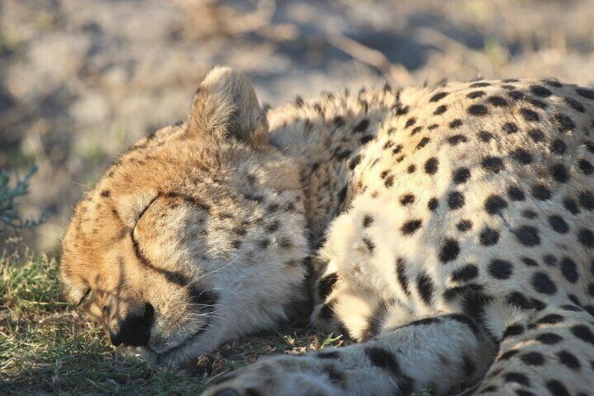 7Days 6Nights Botswana Highlights Safari