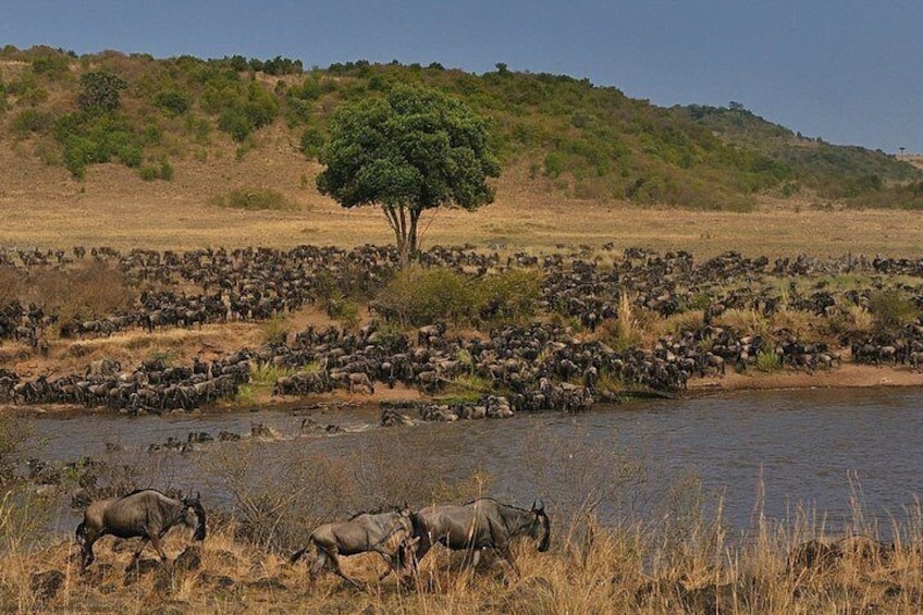 5 Days/4 Nights Kenya Safari