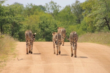 Big 5 Safari and Route 62 from Cape Town 3 Days/2Nights ( Comfort Plus)