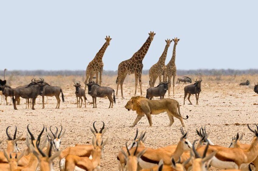 Etosha NP & Swakopmund Safari 4 Days/ 3 Nights