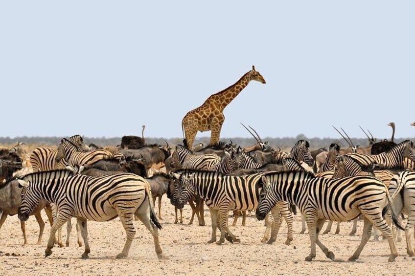 Etosha NP & Swakopmund Safari 4 Days/ 3 Nights