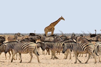 Etosha Express Safari 3 Days / 2 Nights