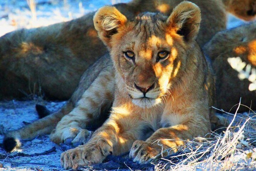 Etosha Express Safari 3 Days / 2 Nights