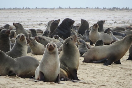 8-Day Etosha NP, Swakopmund & Sossusvlei