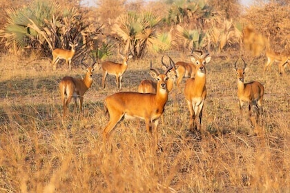 Fly in Safari to Murchison Falls National Park 4 Days