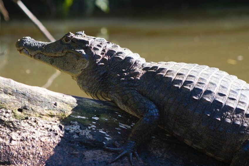 Most people also get to see many caimans and crocs