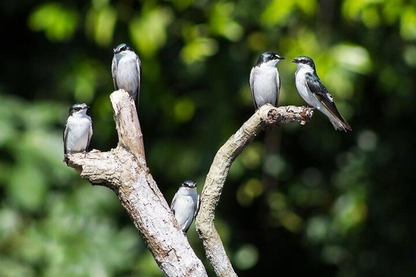 Beautiful birds posing for your camera