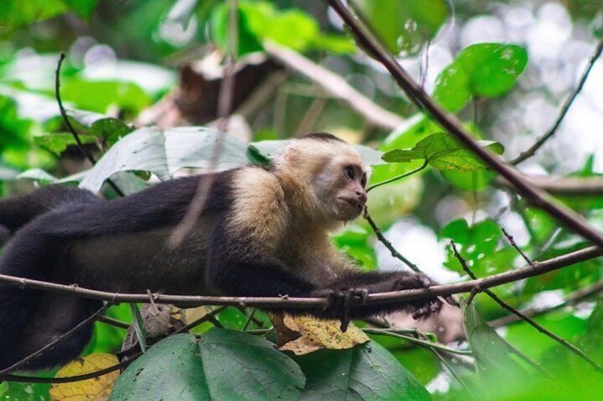 Capuchin monkey 