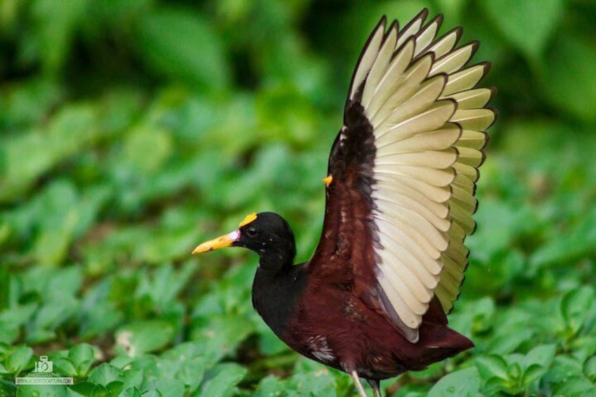 Birds that pose for that perfect picture