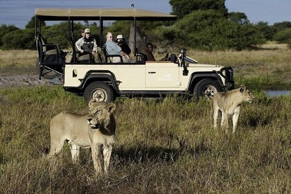 Cape Town Private, le meilleur des Big Five Safari Tour
