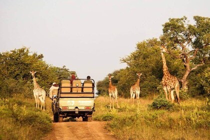 Ciudad del Cabo Sudáfrica - Lo mejor de Aquila Safari Tour 