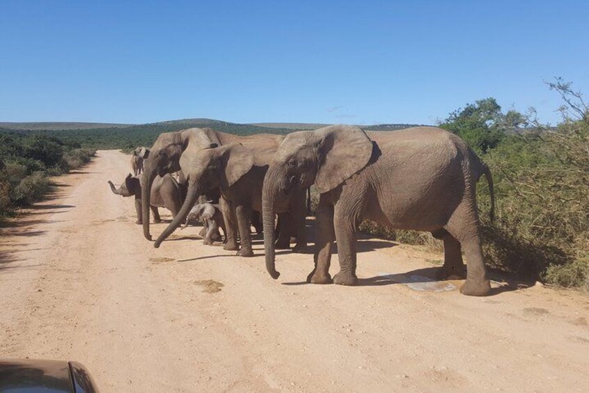 Elephants on the move addo elephant national park 