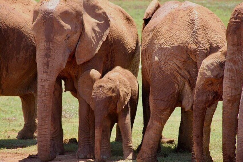 Addo Elephant National Park Half Day Game Drive 