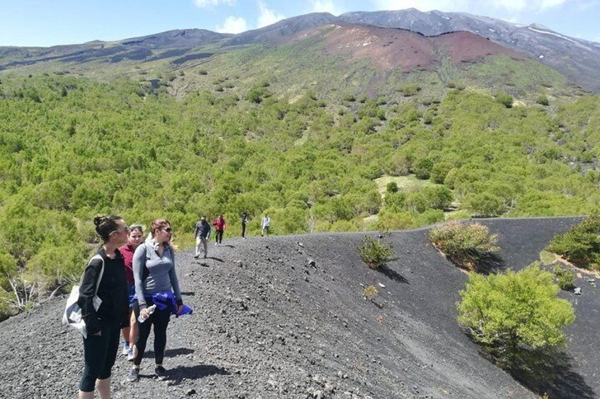 Ancient craters and forests